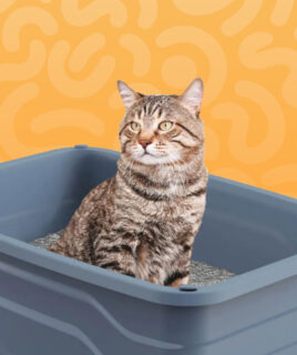 pet cat litter